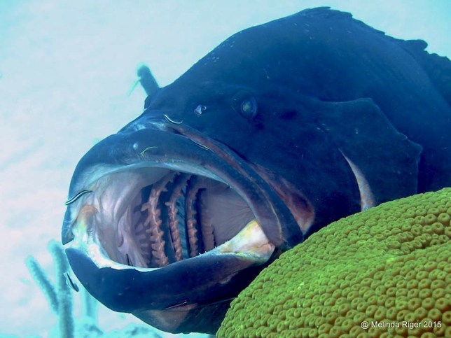 Grouper, Black at cleaning station ©Melinda Riger @G B Scuba copy