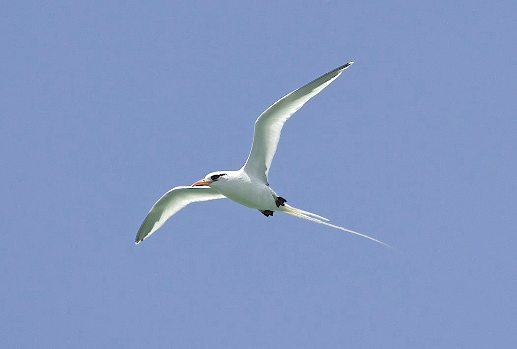 White-tailed Tropicbird, Abaco (Alex Hughes)