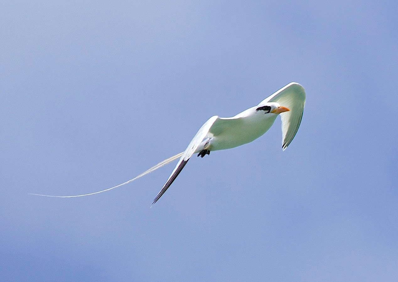 White-tailed Tropicbird, Abaco (Alex Hughes)