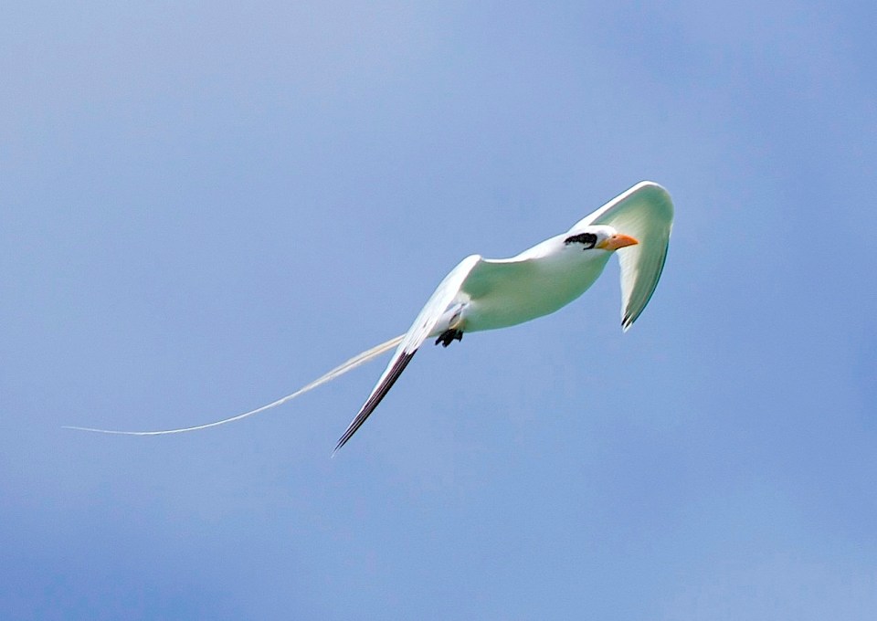 White-tailed Tropicbird, Abaco (Alex Hughes)