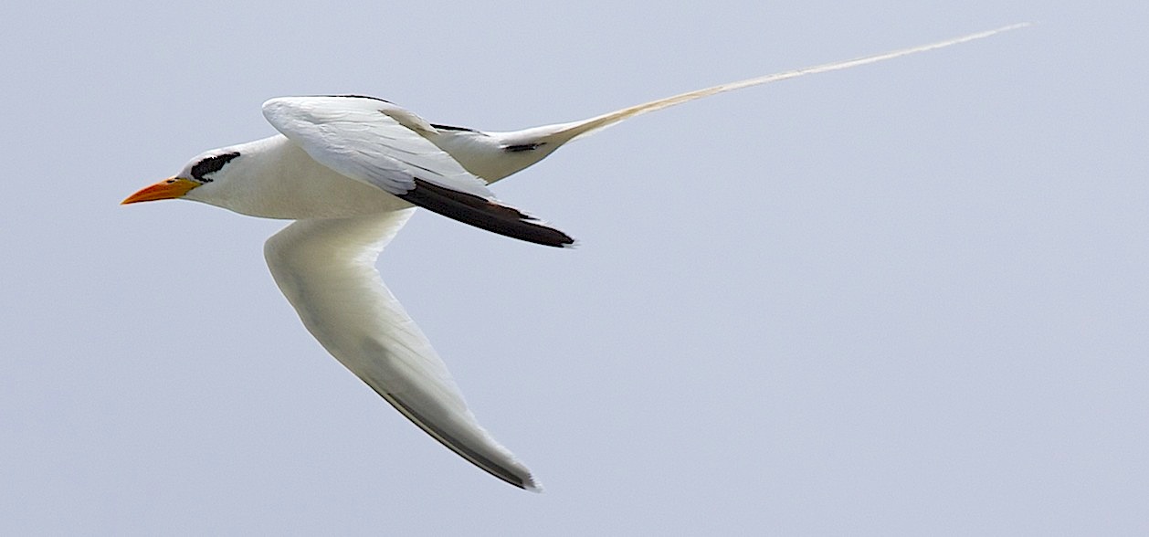 White-tailed Tropicbird, Abaco (Alex Hughes)