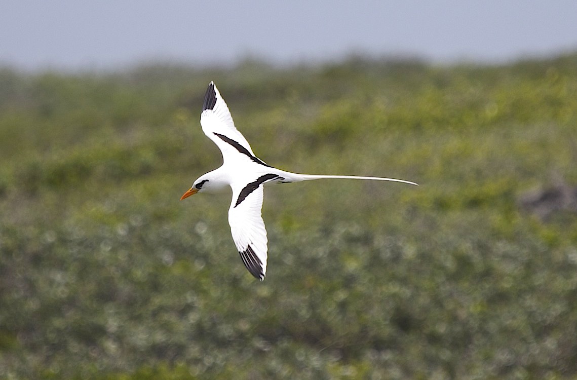 White-tailed Tropicbird, Abaco (Alex Hughes)