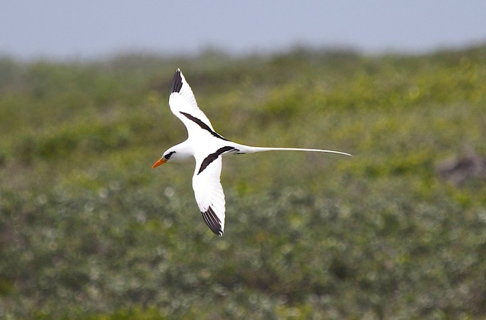 White-tailed Tropicbird, Abaco (Alex Hughes)