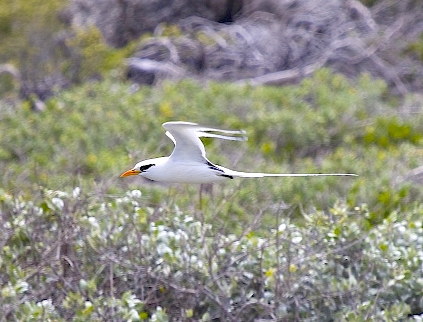 White-tailed Tropicbird, Abaco (Alex Hughes)