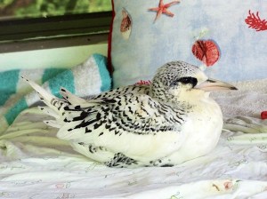 White-tailed Tropicbird, Bahamas (Melissa Maura)