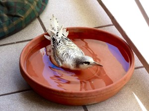 White-tailed Tropicbird, Bahamas (Melissa Maura)