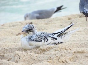 White-tailed Tropicbird, Bahamas (Melissa Maura)