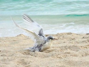 White-tailed Tropicbird, Bahamas (Melissa Maura)