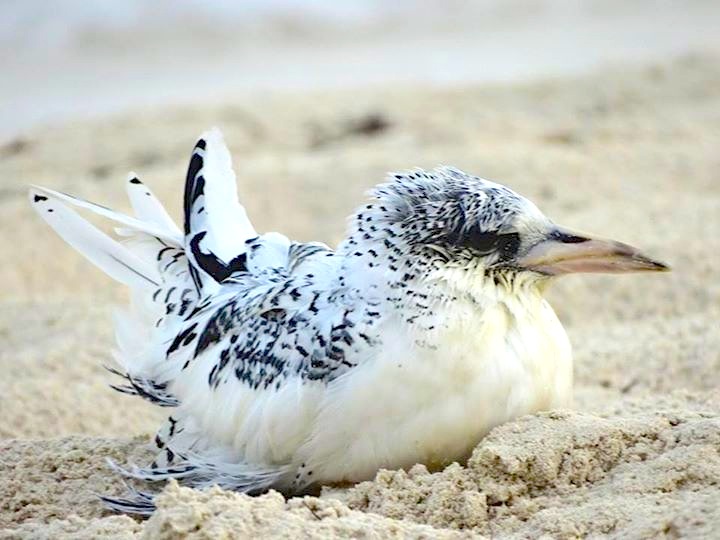 White-tailed Tropicbird, Bahamas (Melissa Maura)