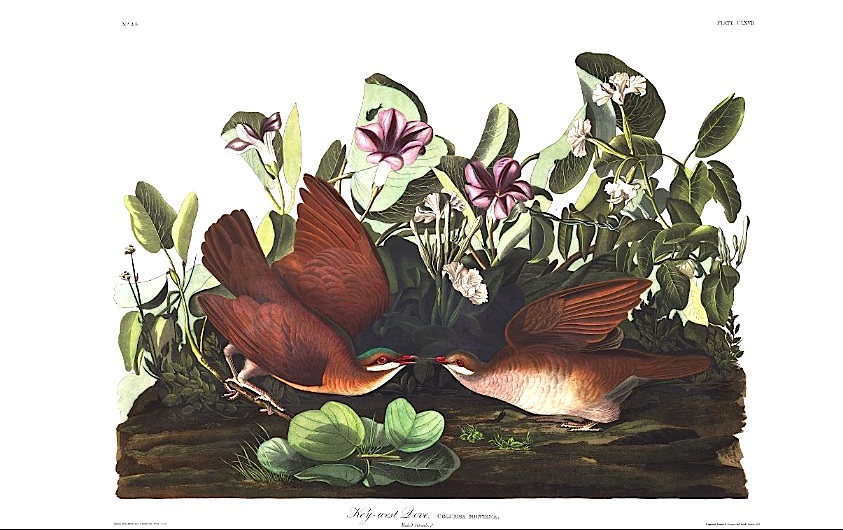 Key-west Dove (J J Audubon)