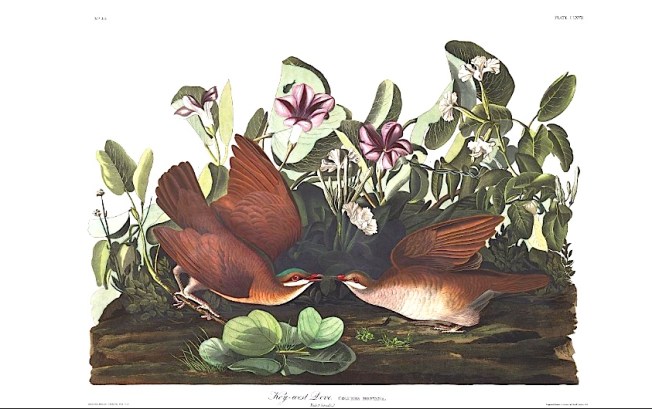 Key-west Dove (J J Audubon)