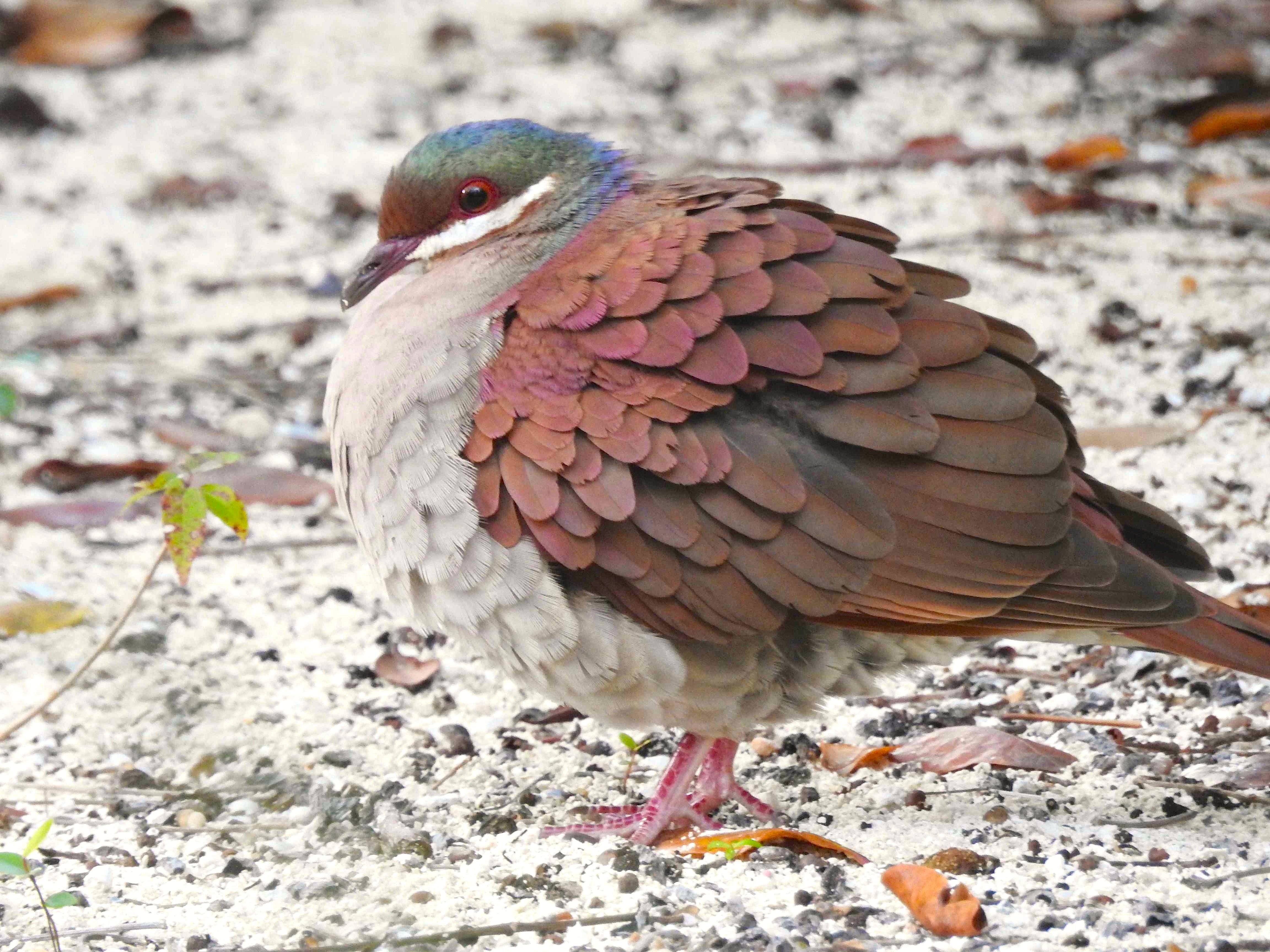 Key West Quail-Dove, Elbow Cay, Abaco (Milton Harris) 5a