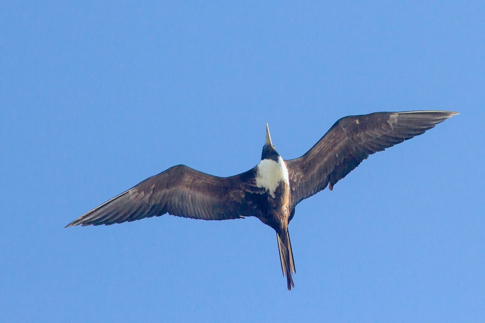 Magnificent Frigatebird, Marsh Harbour, Abaco - Tom Reed