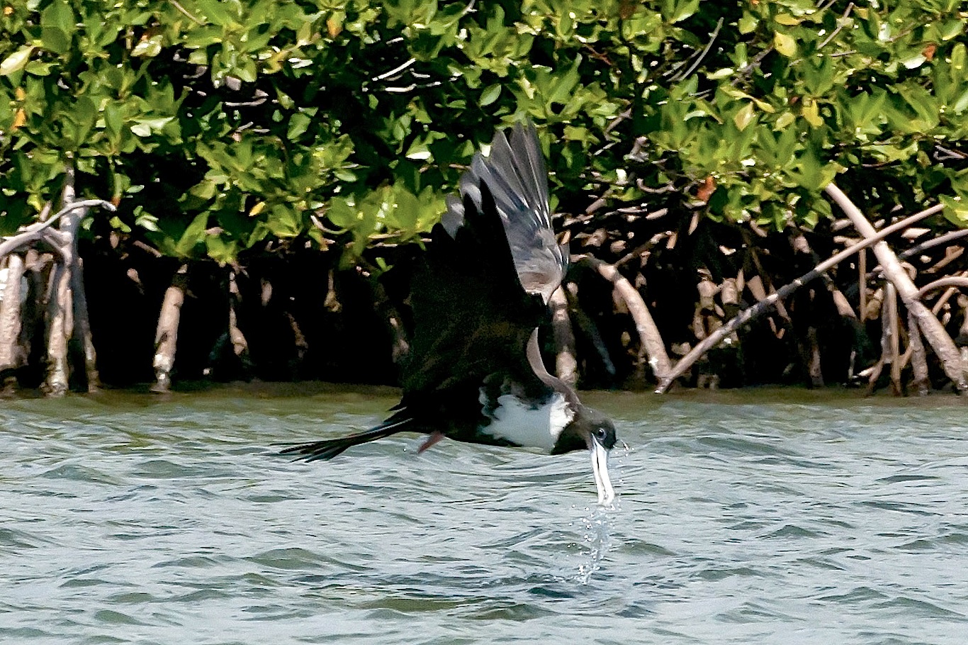 Magnificent Frigatebird.Abaco Bahamas.2.12.Tom Sheley 2