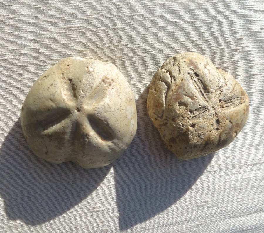 Petrified / Fossilised Sea Biscuit (Keith Salvesen)