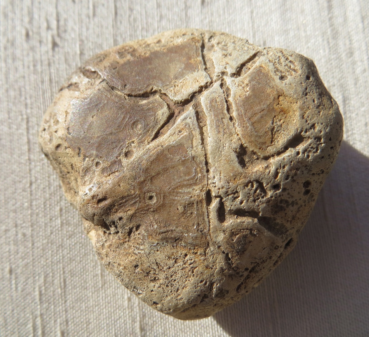 Petrified / Fossilised Sea Biscuit (Keith Salvesen)