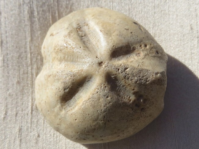 Petrified / Fossilised Sea Biscuit (Keith Salvesen)