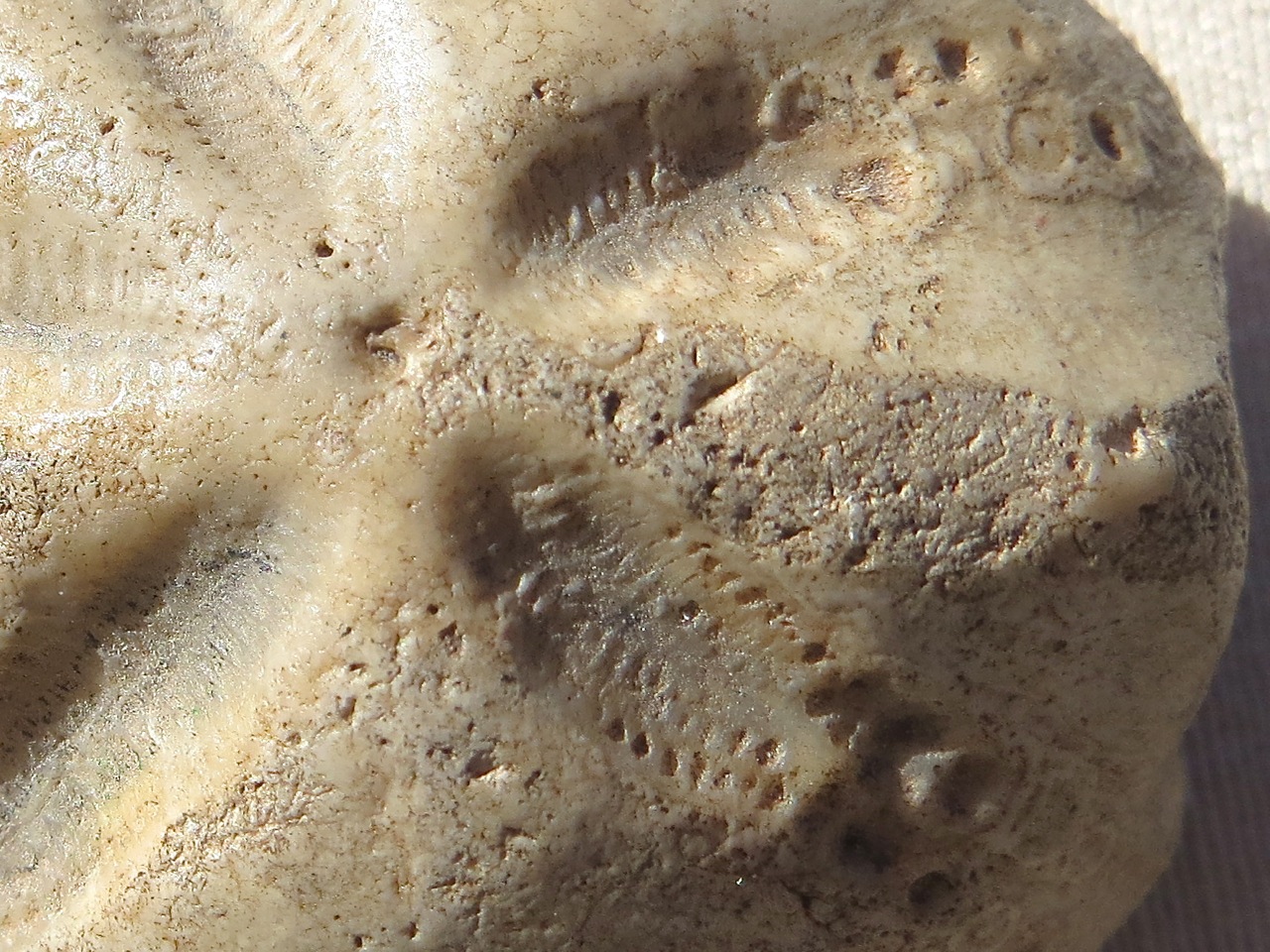 Petrified / Fossilised Sea Biscuit (Keith Salvesen)