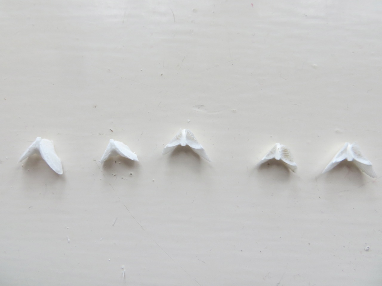 Sand Dollar Doves (Keith Salvesen) 1