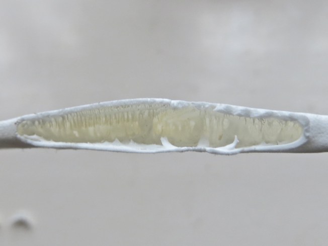 Sand Dollar Doves (Keith Salvesen) 4