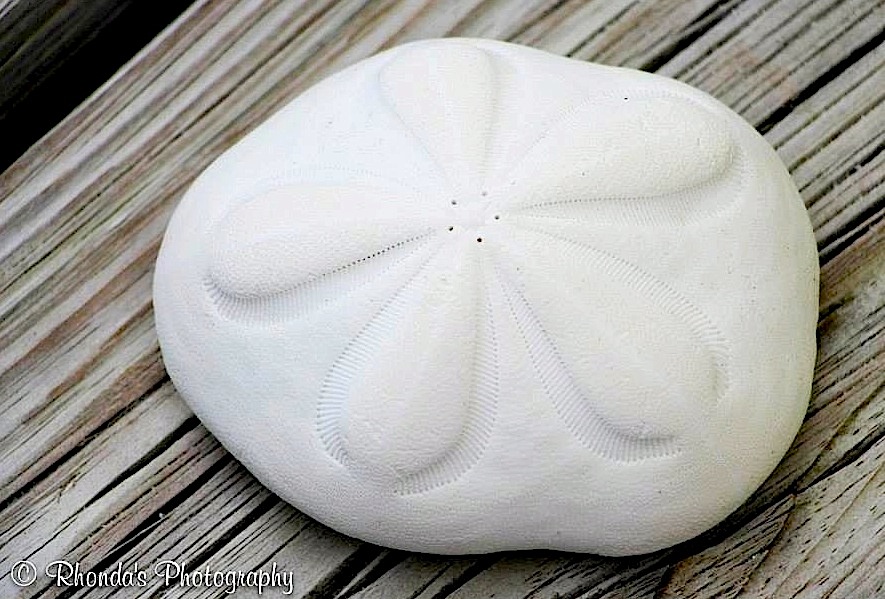 Sea Biscuit, Abaco (Rhonda Pearce) copy