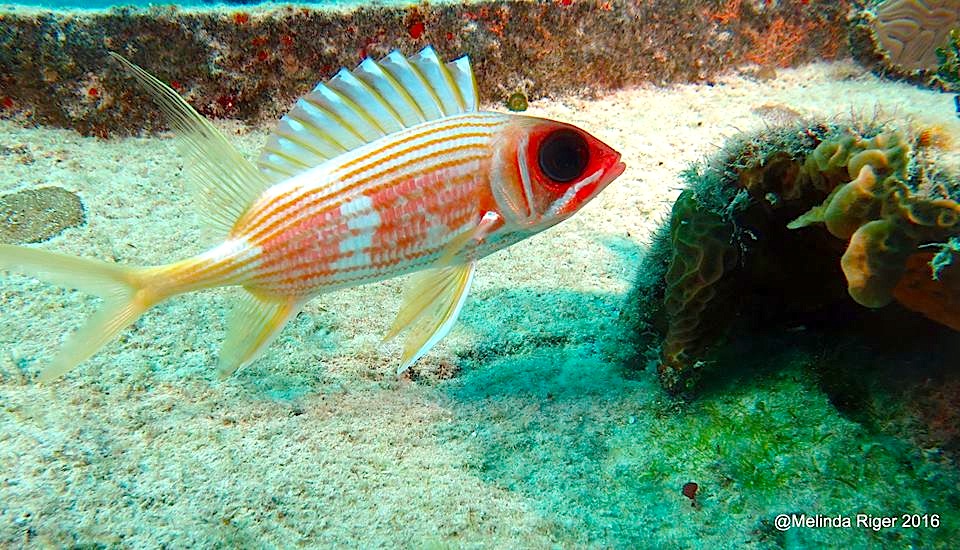 Squirrelfish Elvis ©Melinda Riger @ G B Scuba