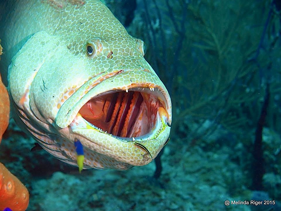 Tiger Grouper at cleaning station ©Melinda Riger @ G B Scuba copy