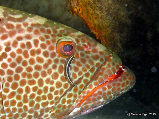 Tiger Grouper + cleaner goby ©Melinda Riger @ G B Scuba copy