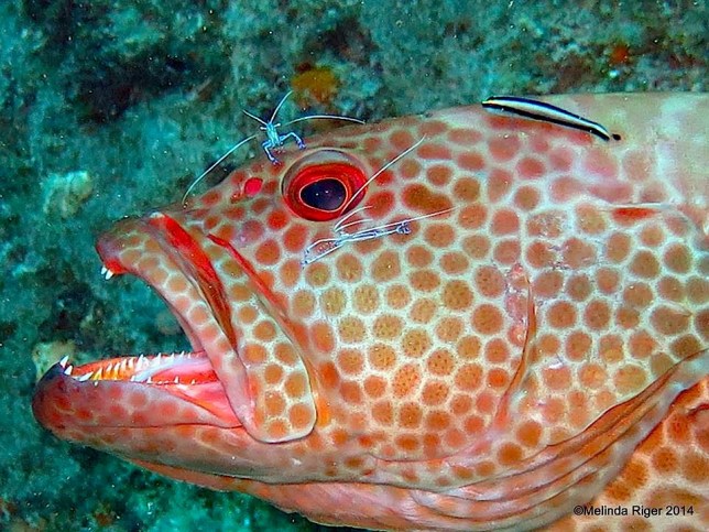 Tiger Grouper with cleaning shrimps and goby ©Melinda Riger @ G B Scuba copy
