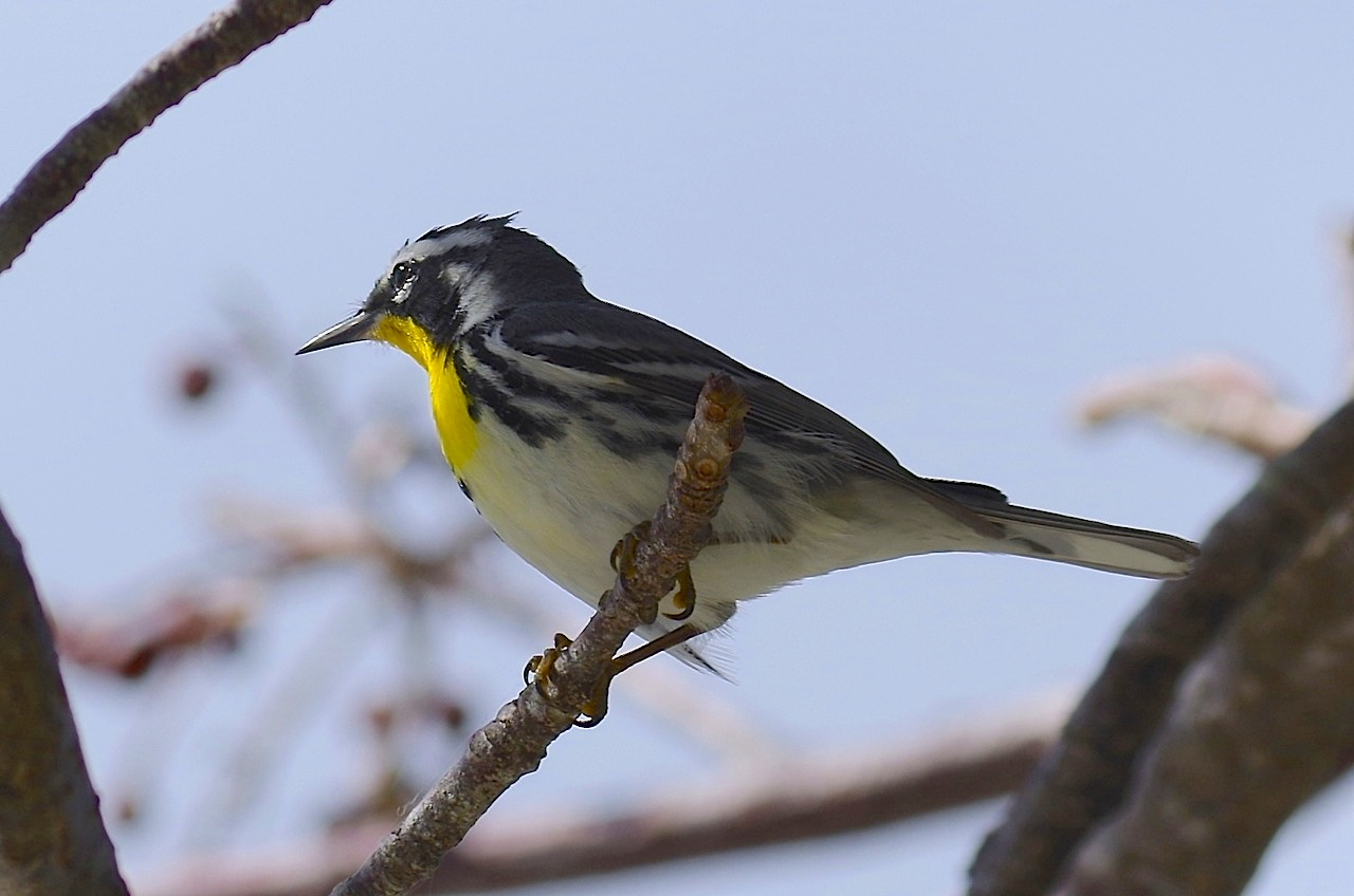 Yellow-throated Warbler, Abaco (RH)