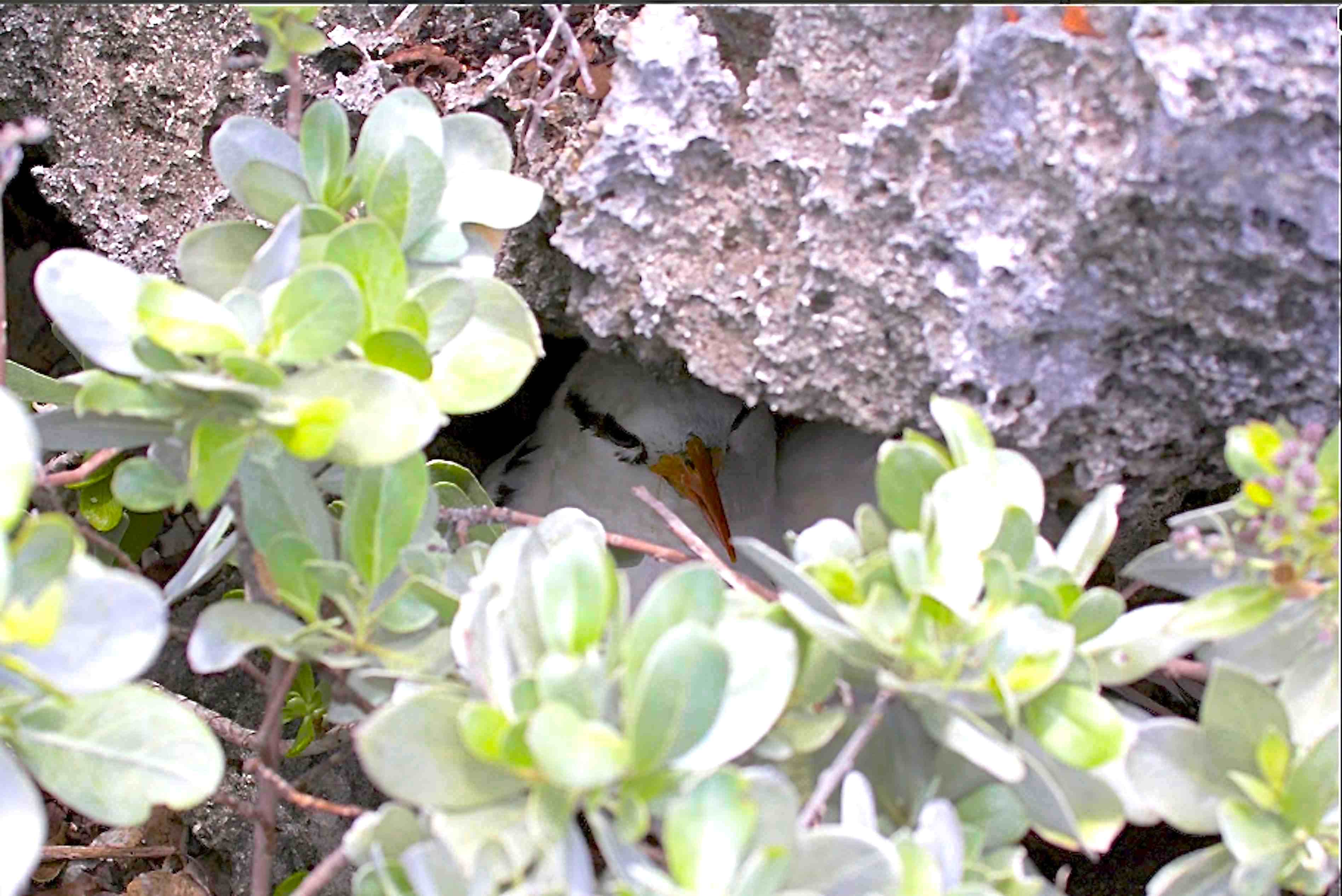 White-tailed Tropicbird on nest, Abaco (Alex Hughes)