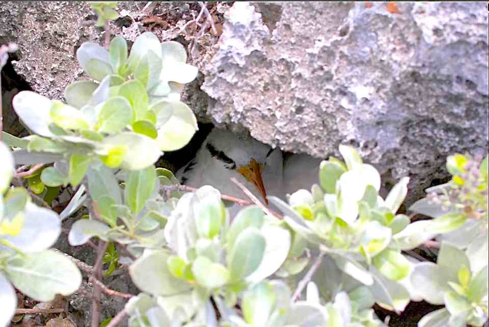 White-tailed Tropicbird on nest, Abaco (Alex Hughes)