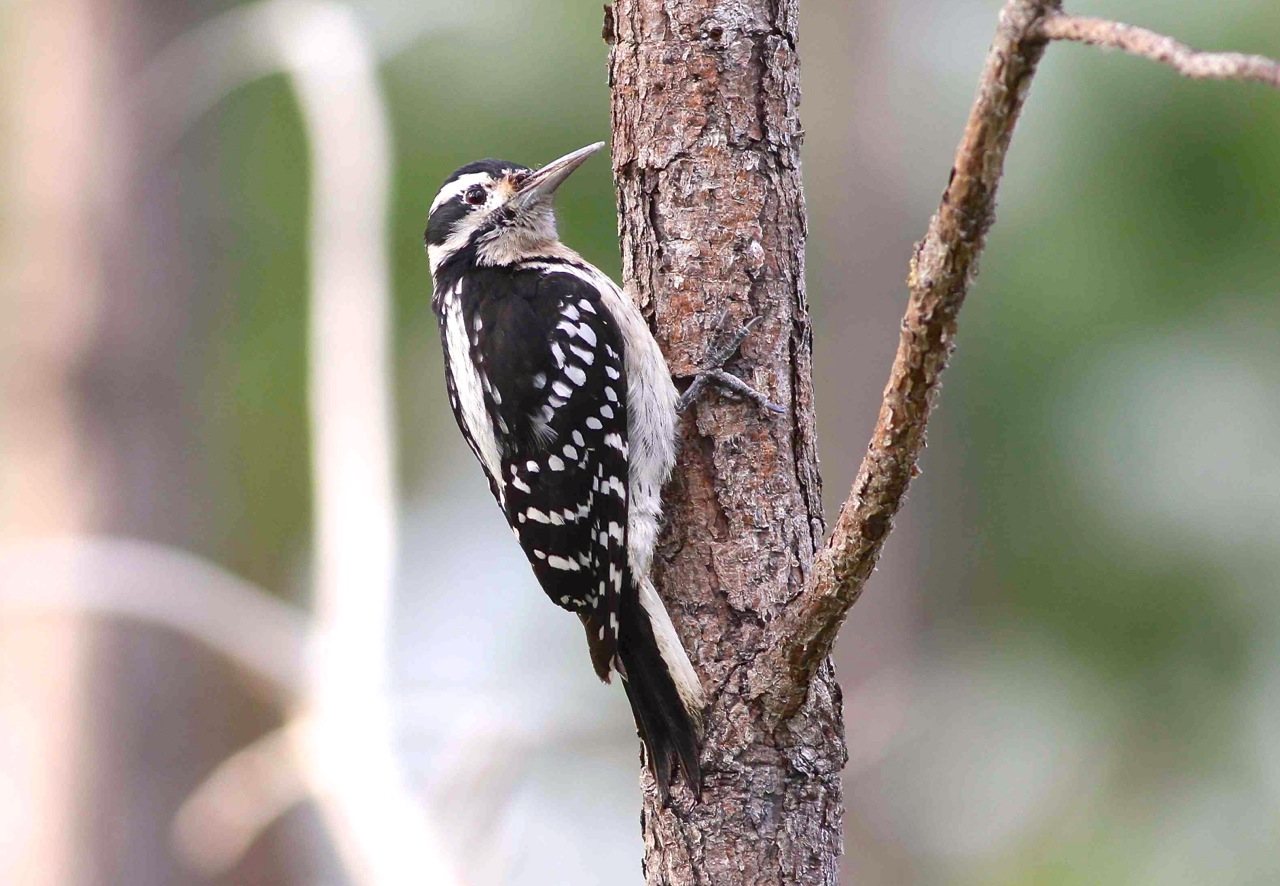 Bahamas-Great Abaco_5247_Hairy Woodpecker_Gerlinde Taurer copy