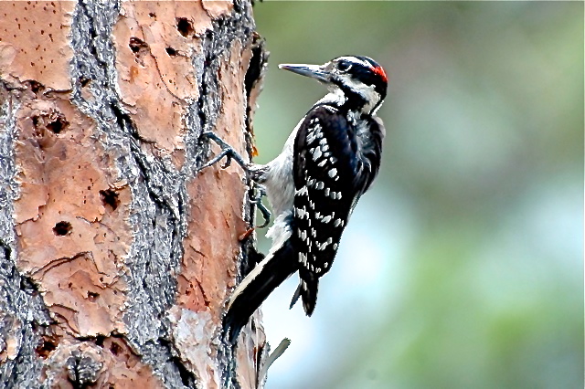 Hairy Woodpecker, Abaco (Tony Hepburn)