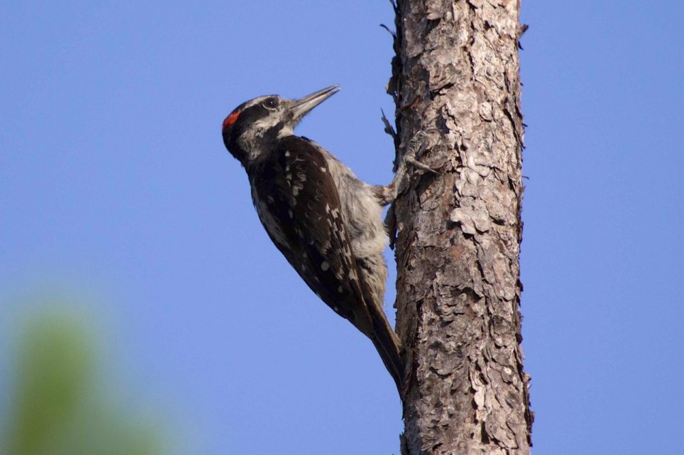 Hairy Woodpecker, Abaco (Alex Hughes) 