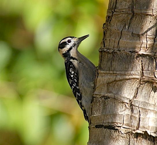 Hairy Woodpecker, Abaco (Bruce Hallett) 