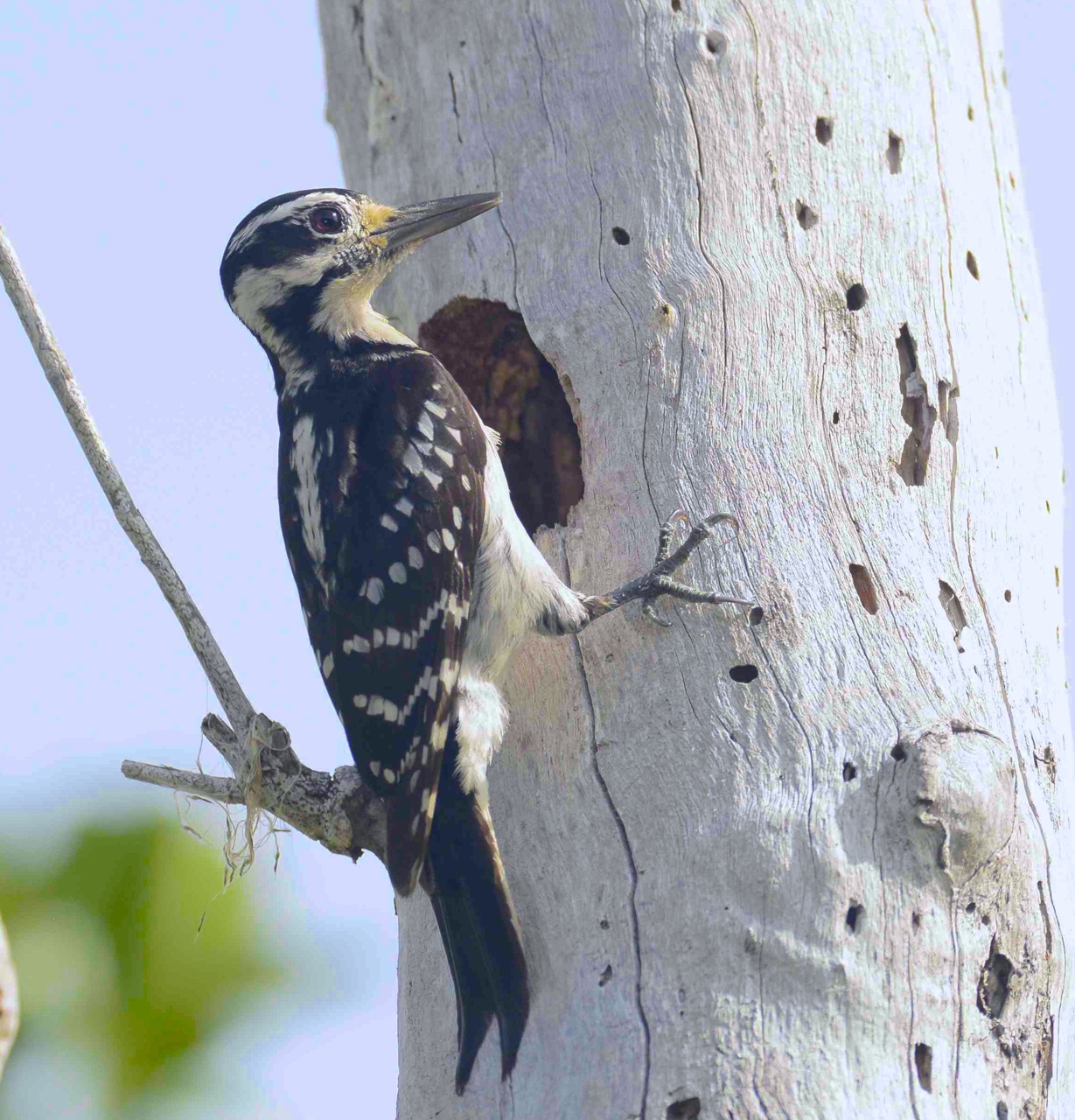 Hairy Woodpecker female. Delphi Club.Abaco Bahamas.6.13.Tom Sheley copy