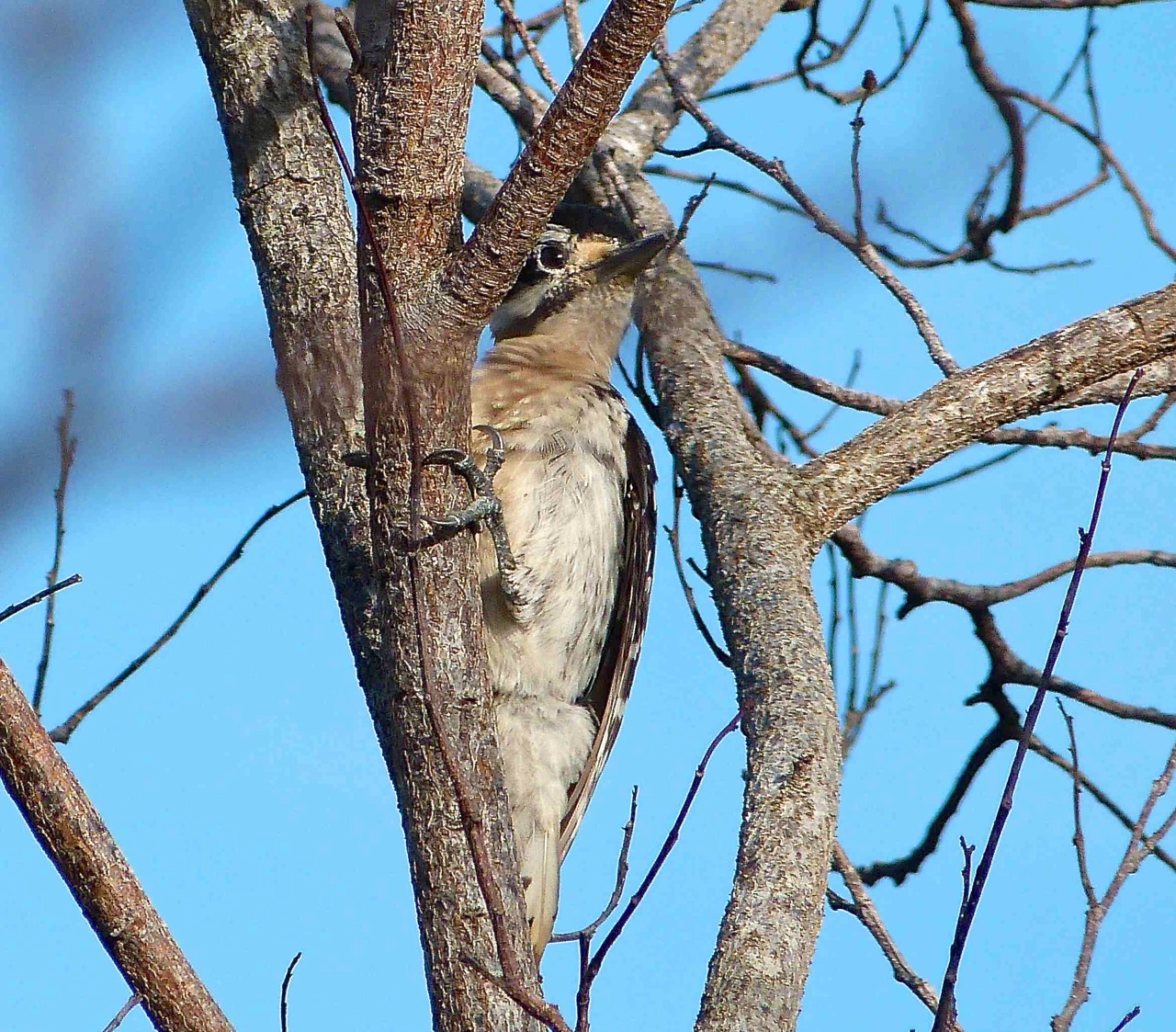 Hairy Woodpecker, Delphi, Abaco (Keith Salvesen) 