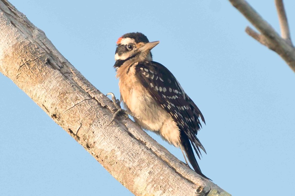Hairy Woodpecker male. Delphi Club.Abaco Bahamas.6.13.Tom Sheley copy
