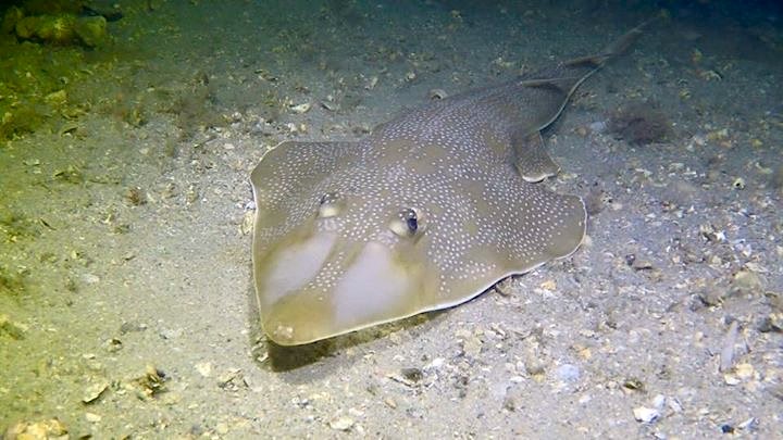 Guitarfish, Florida (Adam Rees)