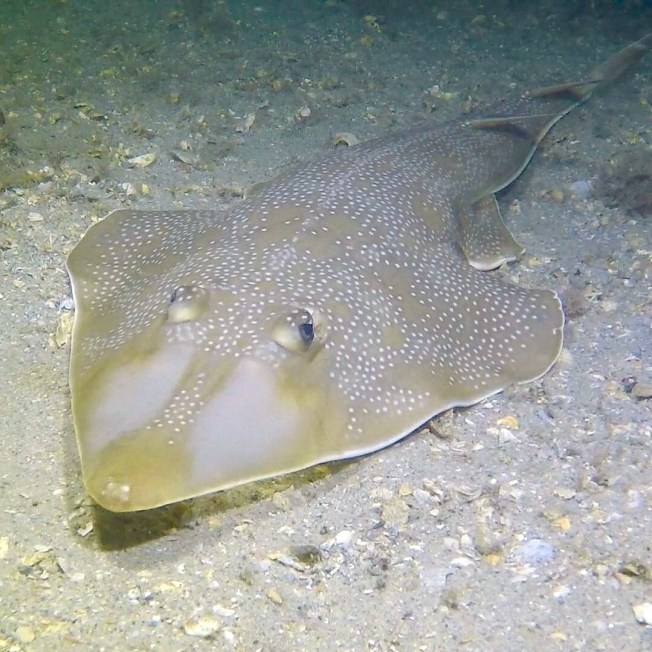 Guitarfish, Florida (Adam Rees)