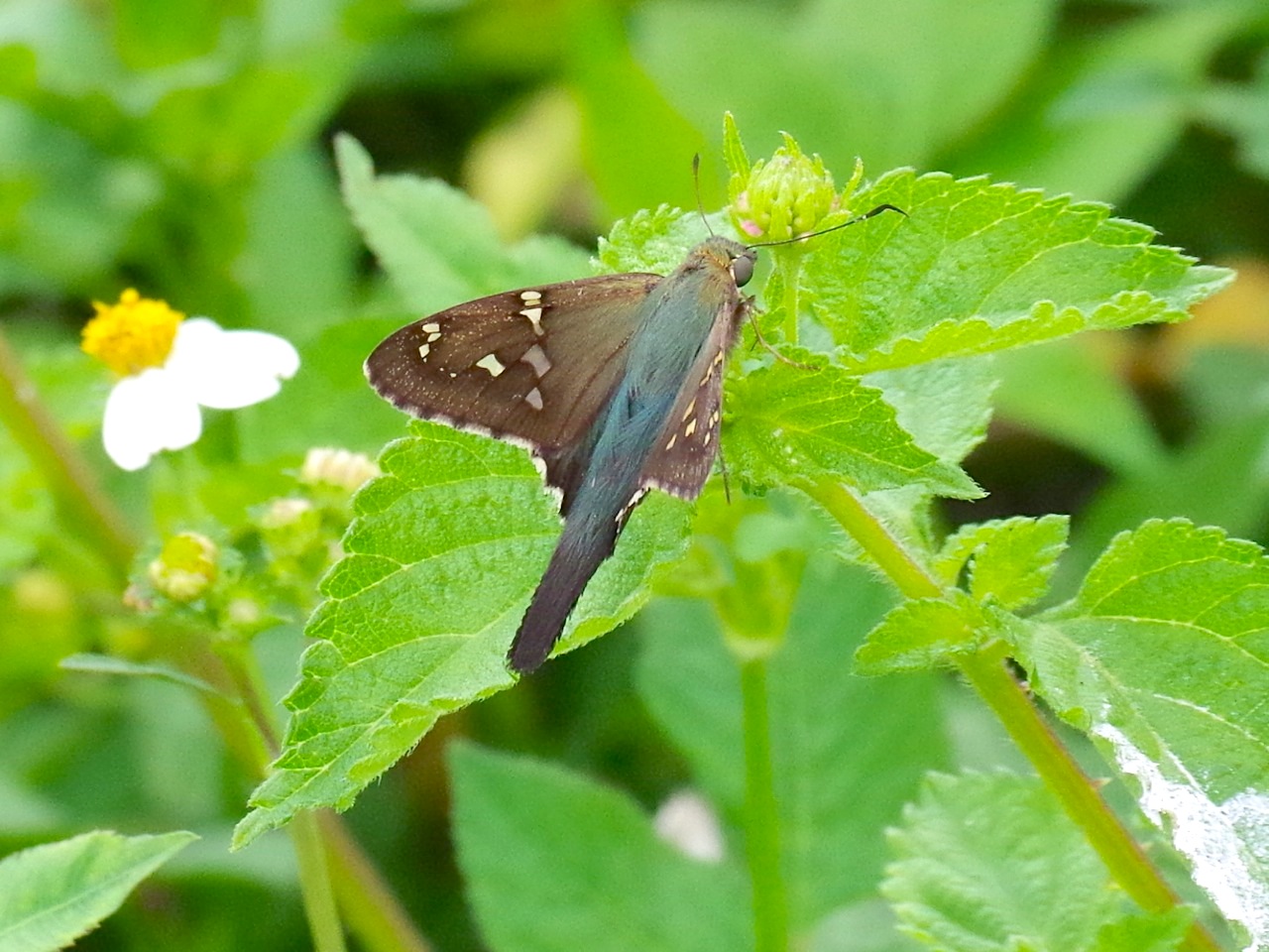 Long-tailed Skipper Butterfly, Abaco (Keith Salvesen) 3