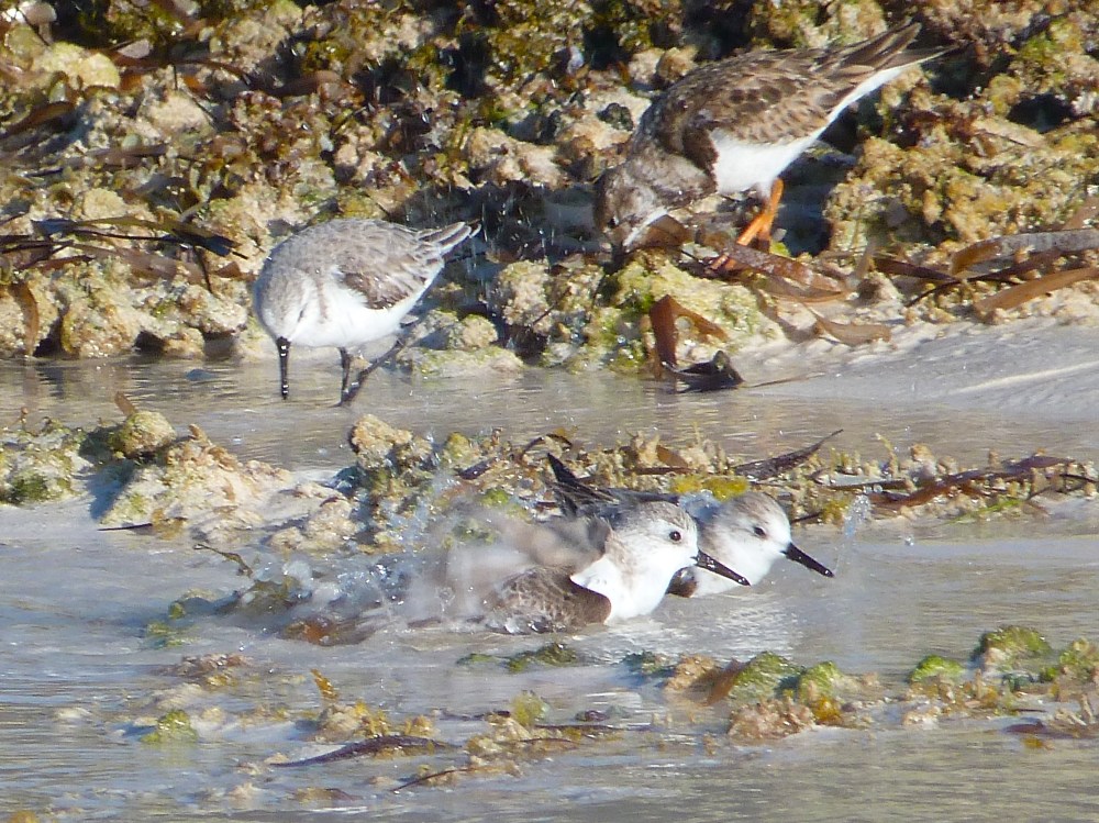 Sanderling, Delphi Beach Abaco Bahamas (Keith Salvesen)