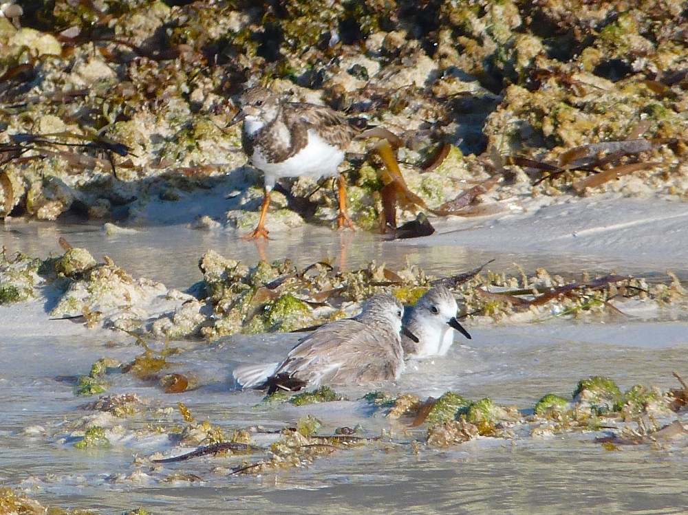 Sanderling, Delphi Beach Abaco Bahamas (Keith Salvesen)