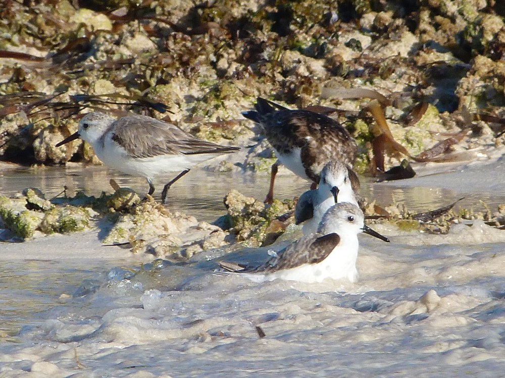 Sanderling, Delphi Beach Abaco Bahamas (Keith Salvesen)