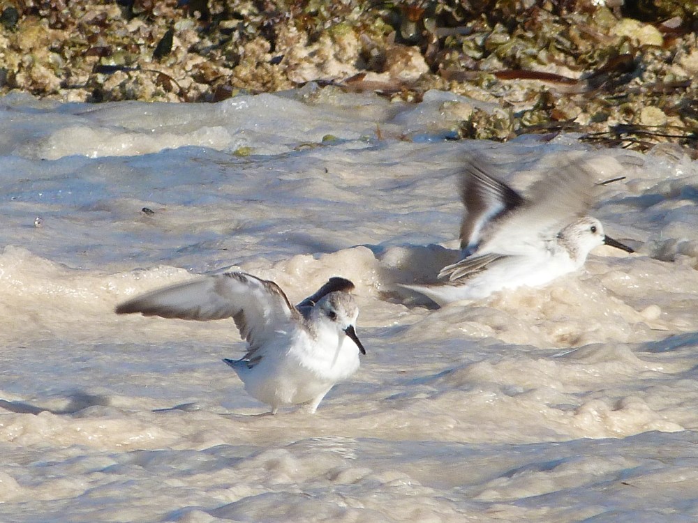 Sanderling, Delphi Beach Abaco Bahamas (Keith Salvesen)