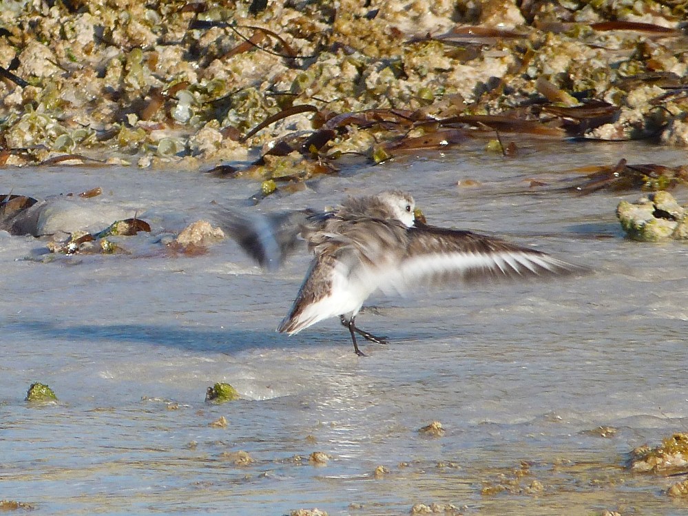 Sanderling, Delphi Beach Abaco Bahamas (Keith Salvesen)