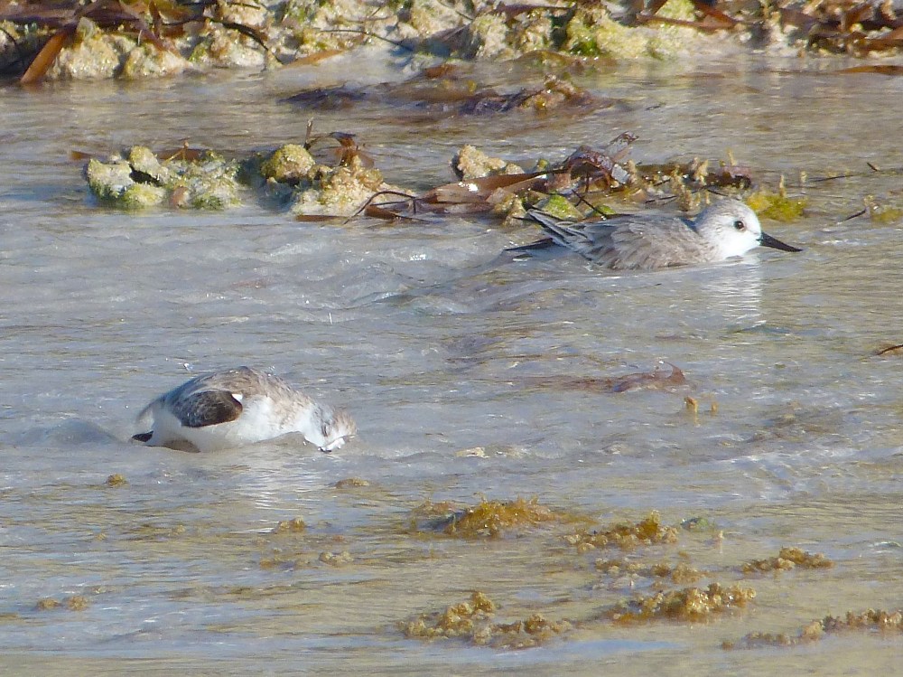 Sanderling, Delphi Beach Abaco Bahamas (Keith Salvesen)