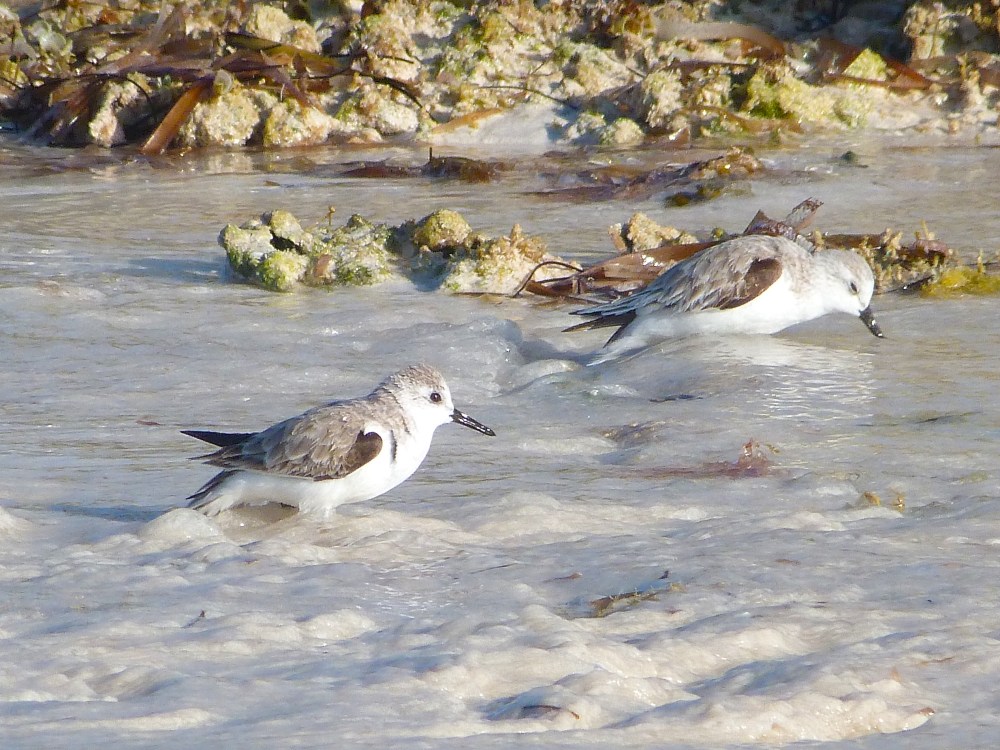 Sanderling, Delphi Beach Abaco Bahamas (Keith Salvesen)
