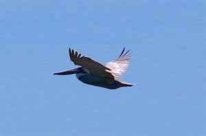 Pelican Dive, Sandy Point Abaco (Keith Salvesen) 01